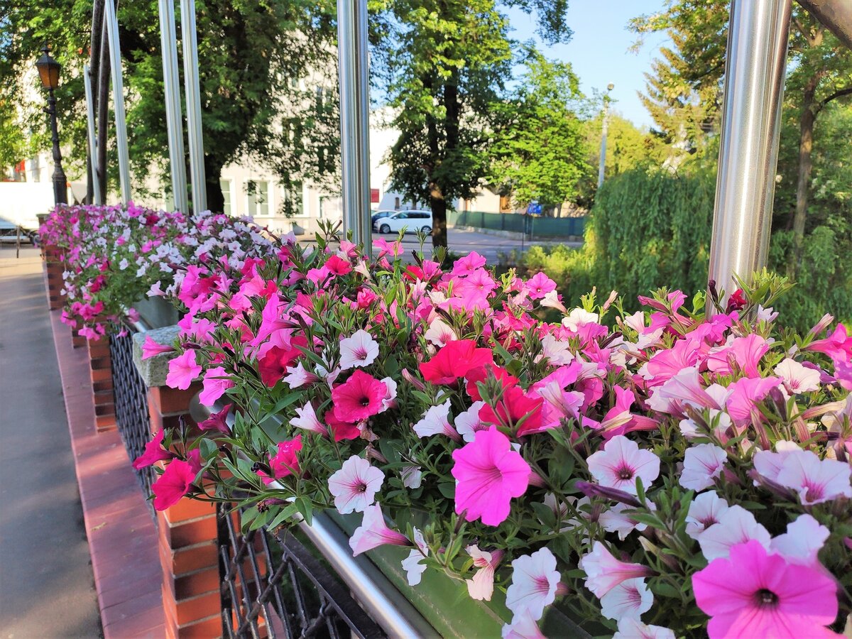kolorowe kwiaty w tyle balustrada mostu i chodnik