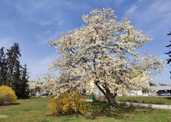 Kwitnące drzewa na Skwerze Jana Pawła II