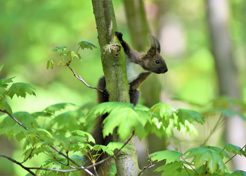 Wiewiórka na gałęzi w tle zieleń