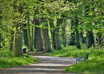 Ścieżka w parku otoczona drzewami i zielenią