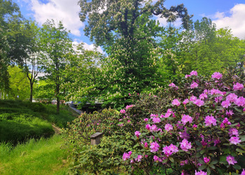 Kwitnący rododendron w otoczeniu zieleni