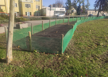 Na terenie Skweru Jana Pawła II w Kościanie nasadzone zostały kwiaty wczesnowiosenne m.in. krokusy i przebiśniegi, które ogrodzono siatką