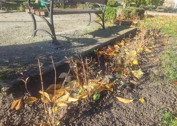  Uzupełniony został żywopłot wzdłuż ścieżek i za ławkami.