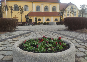 Kolorowe bratki w donicy na terenie miasta.