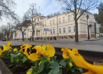 Kolorowe bratki w donicy na terenie miasta.