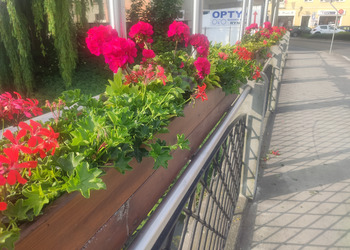 Kompozycja kwietna na terenie miasta.
